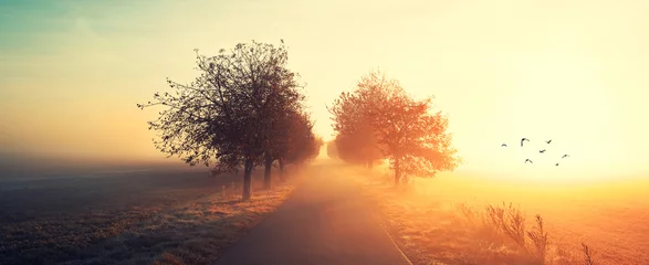 Licht und Nebel im Herbst © Jenny Sturm