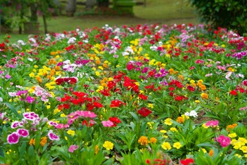 Colorful flower garden at Miyakojima Botanical Garden