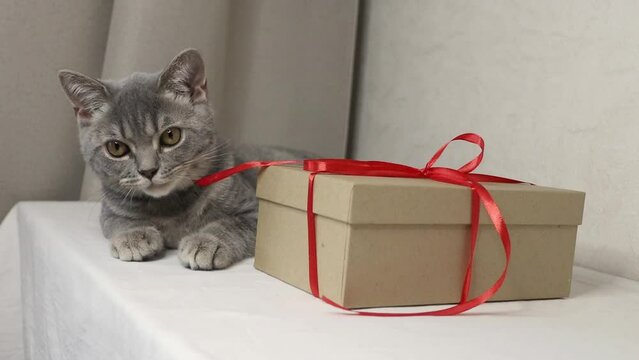 A gray cute kitten lies next to a gift box tied with a red ribbon. Objects are isolated on a white background.