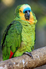 blue and yellow macaw