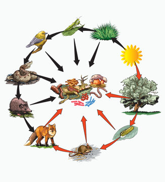 Nutritional and energy transfers between some species living in a terrestrial community food pyramid. Energy pyramid - biology - Vector