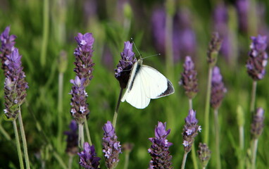 A multi-colored butterfly sits sits on a flower in a city park.