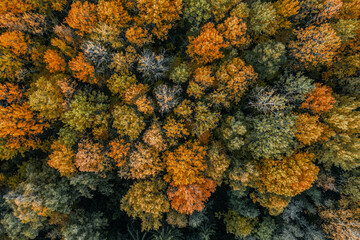 Aerial view of the colorful autumn forest