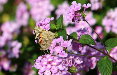 A multi-colored butterfly sits sits on a flower in a city park.
