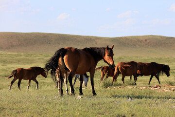 Fototapeta na wymiar horses in the grasslands