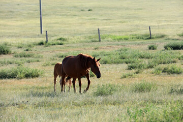 horses in the grasslands