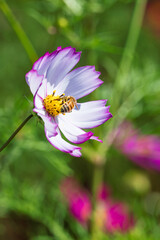 ピコティコスモスの蜜を吸うミツバチ