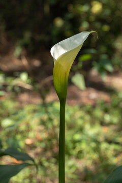 vertical photo of a Calla Lily or gannet flower in the field with its long stem and room for text