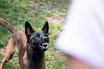 Belgian malinois shepherd dog growling and threatening showing her teeth - obrazy, fototapety, plakaty