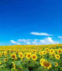 Sunflower field with cloudy blue sky