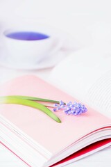 Spring flower blue muscari or grape hyacinth, pink pages of the book and blue tea, vertical