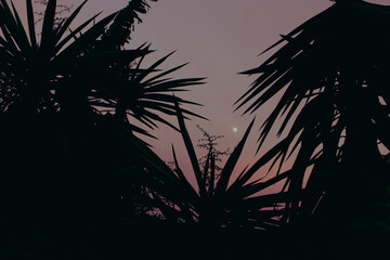 Silhouette of palm leaves against the sky where the bright sun is shining.