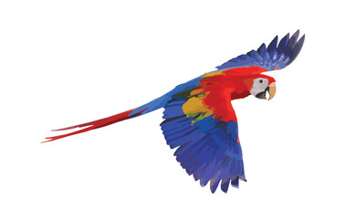 Scarlet macaw parrot flying isolated on white background.