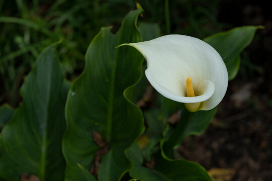 Calla Lily or gannet flower in the field with space for text