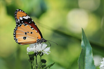 Obraz premium Orange Tiger,Common Tiger,Indian Monarch butterfly sitting on the white Water Snowball,Gymnocoronis spilanthoides flower in the garden 