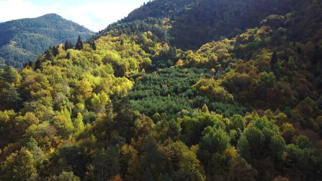 Autumn in the mountain forest 