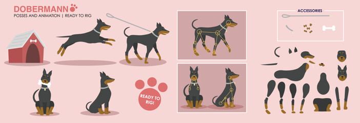Doberman dog vector illustration ready to rig for animation. Dog walking, playing, sitting. Poses included as well as assets broken down ready to animate. Character animation with accessories.  