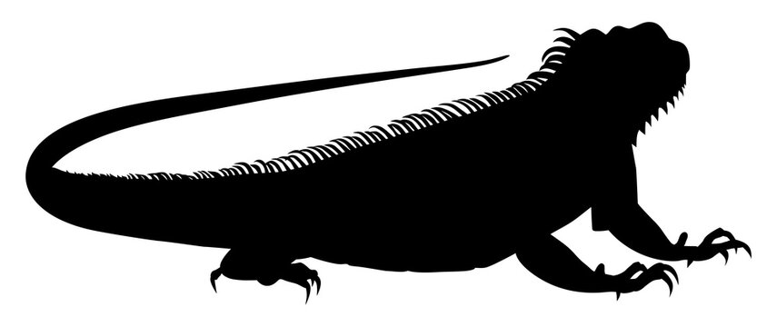black iguana silhouette on white background clip art preview
