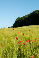 Feld Wiese Mohnblumen Klatschmohn
