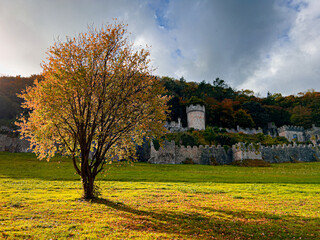 Sunlight on autumnal tree and  Gwrych Castle 