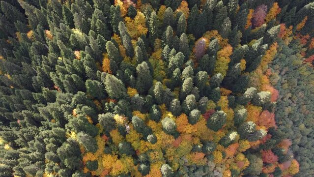Autumn Landscape Aerial view