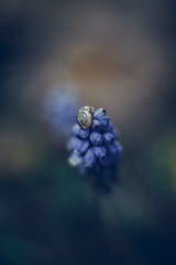 rośliny, kwiaty, natura © Magdalena