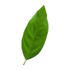 Green leaf of Sugar Apple or Custard Apple isolated on an alpha background