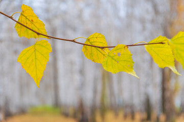 Obraz premium Branch of birch with remains of yellowed foliage against blurred background of birch grove. Autumn landscape.