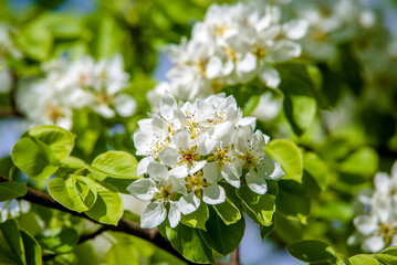 Flowering branch of pear in the garden in spring
