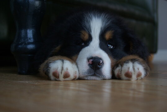 Bernese mountain dog puppy