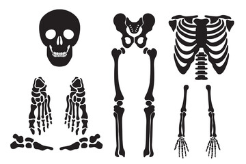 Set of skull drawings of human skull Vector