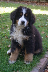 Bernese mountain dog puppy