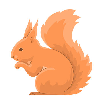Red squirrel in a sitting pose. Forest small rodent. Wildlife animal. Fauna and zoology. Cartoon vector illustration isolated on white background