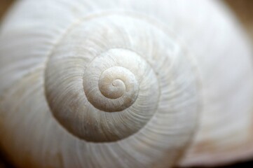 coquille d'escargot