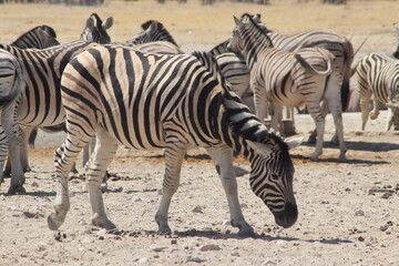 Fototapeta na wymiar Zebra searching grass