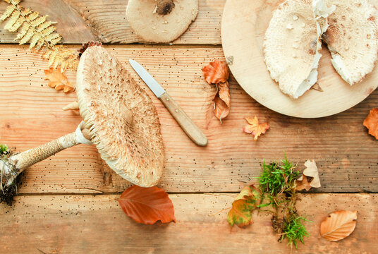 Schirmpilz Parasol Parasolpilz Pilz Pilze Waldpilz