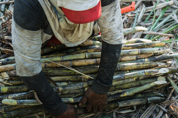 top view of a latin peasant, sugar cane farmer, collecting the raw material for the production of...