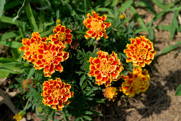 Orange marigolds on the stalk (Asteraceae)