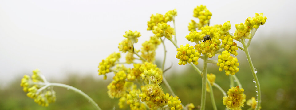 Close up background of Pseudognaphalium affine flowers under the rain