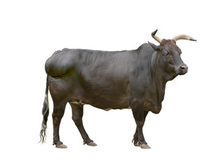  black zebu cattle isolated on white background - obrazy, fototapety, plakaty