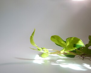 Philodendron Thai Sunrise leaves with natural light on white background