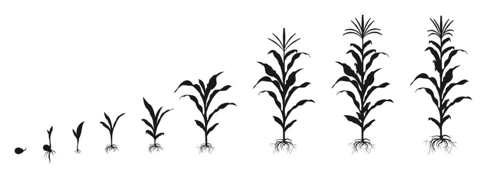 Cycle of growth of corn in form of black silhouette. Infographic of staged germination of plant seed.