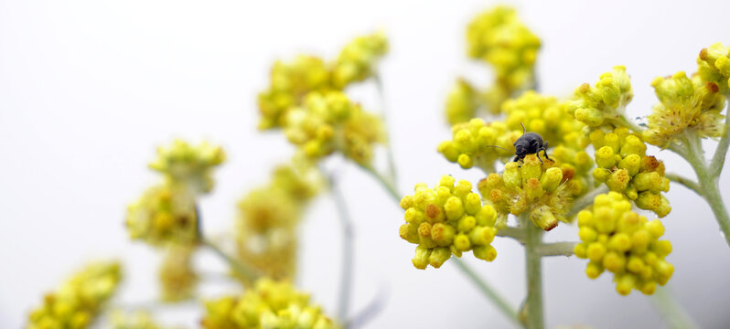 Bug landing on a blossom branch of yellow Pseudognaphalium affine flowers