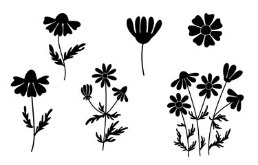 Black silhouette of chamomile. Wild flowers. Herbal floral collection