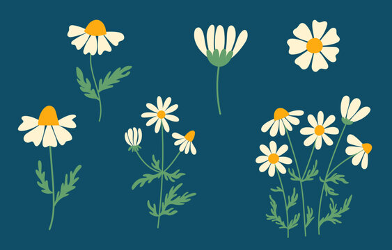 Set of daisies, isolated wildflowers on dark background
