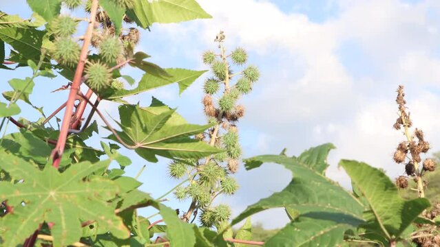 Green seeds Castor oil plant, vegetal from where extracts the known laxative castor oil, used to produce biodiesel Castor oil plant, Ricinus communis, commonly known as castor oil plant. Medical seeds