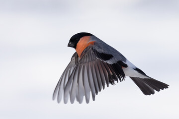 Eurasian bullfinch