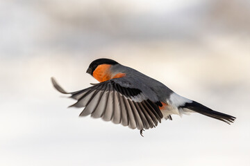 Eurasian bullfinch