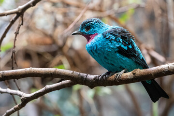 Spangled cotinga