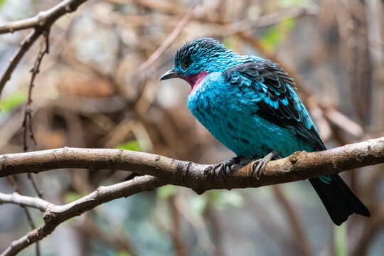 Spangled cotinga